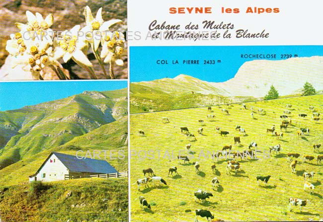 Cartes postales anciennes > CARTES POSTALES > carte postale ancienne > cartes-postales-ancienne.com Provence alpes cote d'azur Alpes de haute provence Seyne
