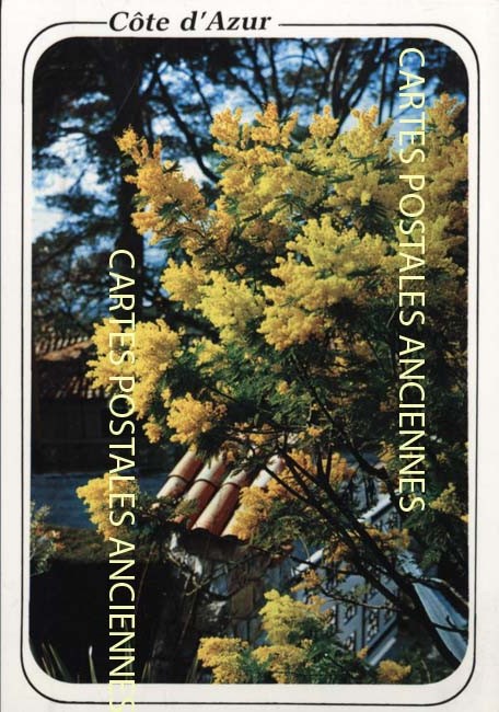 Cartes postales anciennes > CARTES POSTALES > carte postale ancienne > cartes-postales-ancienne.com Alpes maritimes  Cannes