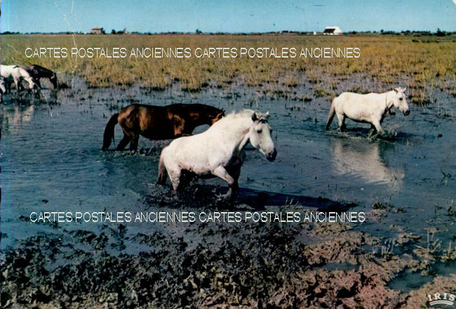 Cartes postales anciennes > CARTES POSTALES > carte postale ancienne > cartes-postales-ancienne.com Occitanie