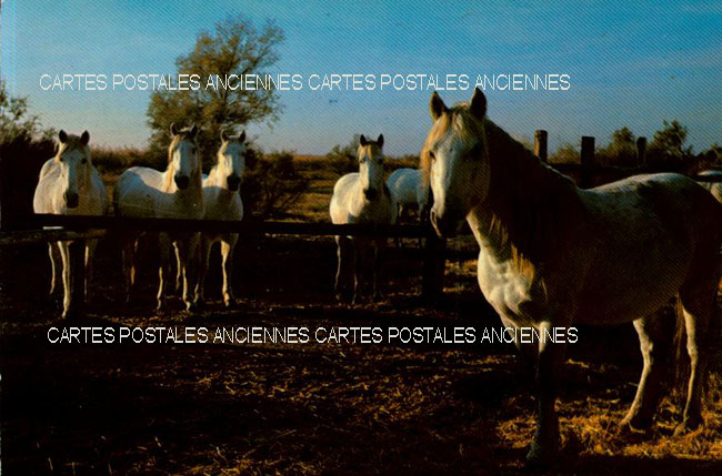 Cartes postales anciennes > CARTES POSTALES > carte postale ancienne > cartes-postales-ancienne.com Bouches du rhone