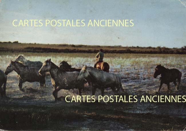 Cartes postales anciennes > CARTES POSTALES > carte postale ancienne > cartes-postales-ancienne.com Bouches du rhone  Saintes Maries De La Mer