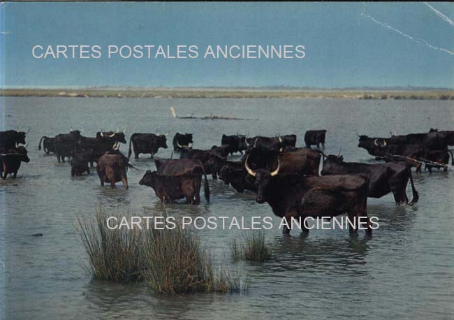 Cartes postales anciennes > CARTES POSTALES > carte postale ancienne > cartes-postales-ancienne.com Bouches du rhone  Saintes Maries De La Mer