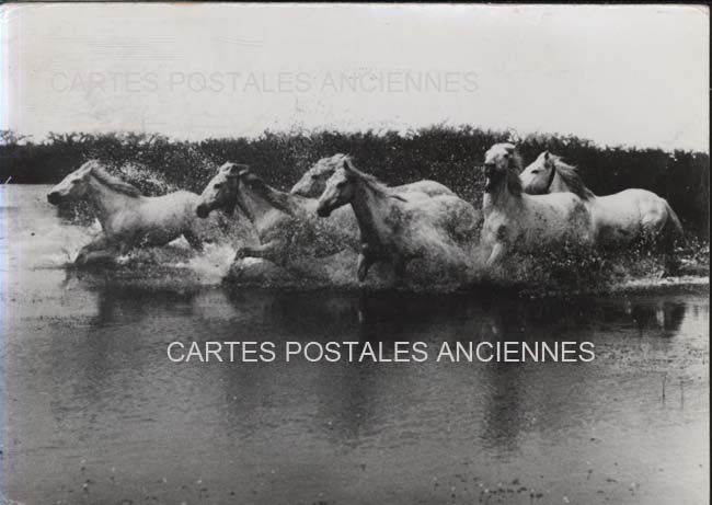 Cartes postales anciennes > CARTES POSTALES > carte postale ancienne > cartes-postales-ancienne.com Bouches du rhone  Saintes Maries De La Mer