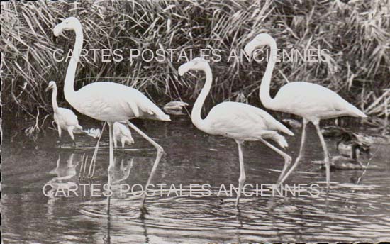 Cartes postales anciennes > CARTES POSTALES > carte postale ancienne > cartes-postales-ancienne.com Bouches du rhone  Saintes Maries De La Mer