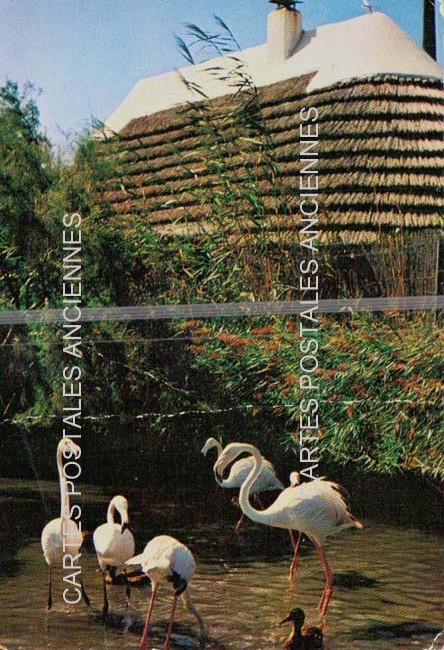 Cartes postales anciennes > CARTES POSTALES > carte postale ancienne > cartes-postales-ancienne.com Bouches du rhone  Saintes Maries De La Mer