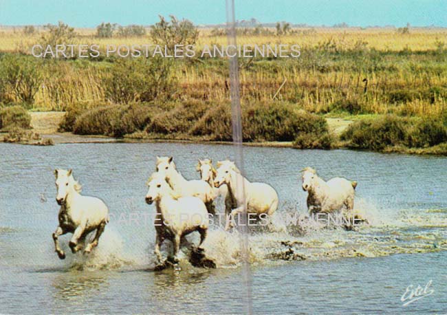 Cartes postales anciennes > CARTES POSTALES > carte postale ancienne > cartes-postales-ancienne.com Bouches du rhone  Saintes Maries De La Mer