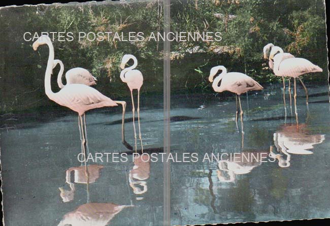 Cartes postales anciennes > CARTES POSTALES > carte postale ancienne > cartes-postales-ancienne.com Bouches du rhone  Saintes Maries De La Mer