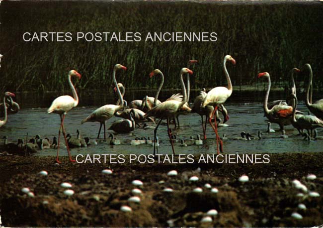 Cartes postales anciennes > CARTES POSTALES > carte postale ancienne > cartes-postales-ancienne.com Bouches du rhone  Saintes Maries De La Mer