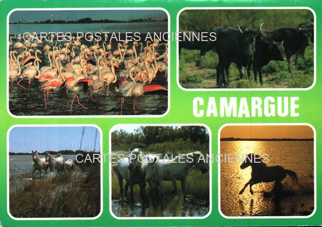 Cartes postales anciennes > CARTES POSTALES > carte postale ancienne > cartes-postales-ancienne.com Bouches du rhone  Saintes Maries De La Mer