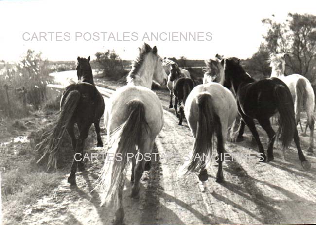 Cartes postales anciennes > CARTES POSTALES > carte postale ancienne > cartes-postales-ancienne.com Bouches du rhone  Saintes Maries De La Mer