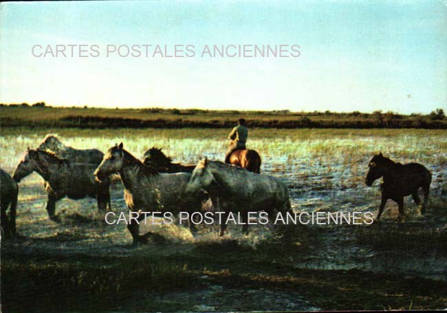 Cartes postales anciennes > CARTES POSTALES > carte postale ancienne > cartes-postales-ancienne.com Bouches du rhone  Saintes Maries De La Mer