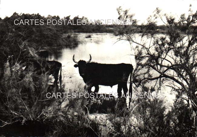Cartes postales anciennes > CARTES POSTALES > carte postale ancienne > cartes-postales-ancienne.com Bouches du rhone  Saintes Maries De La Mer