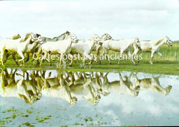 Cartes postales anciennes > CARTES POSTALES > carte postale ancienne > cartes-postales-ancienne.com Bouches du rhone  Saintes Maries De La Mer