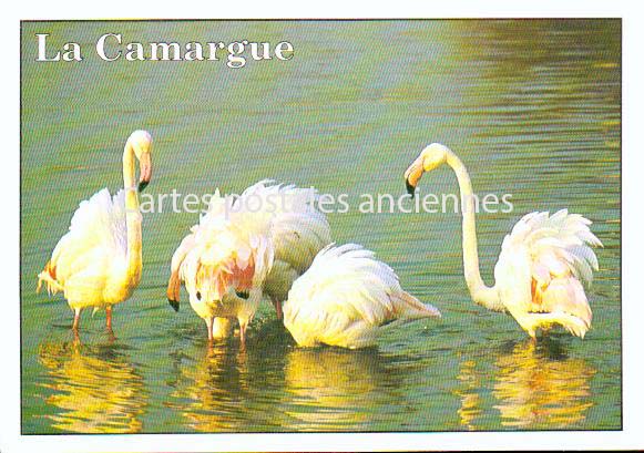 Cartes postales anciennes > CARTES POSTALES > carte postale ancienne > cartes-postales-ancienne.com Bouches du rhone  Saintes Maries De La Mer