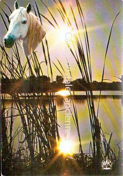 Cartes postales anciennes > CARTES POSTALES > carte postale ancienne > cartes-postales-ancienne.com Bouches du rhone  Saintes Maries De La Mer