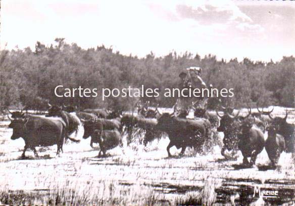 Cartes postales anciennes > CARTES POSTALES > carte postale ancienne > cartes-postales-ancienne.com Bouches du rhone  Saintes Maries De La Mer