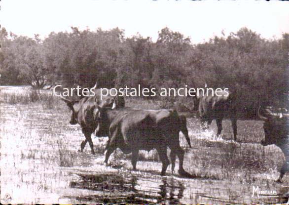 Cartes postales anciennes > CARTES POSTALES > carte postale ancienne > cartes-postales-ancienne.com Bouches du rhone  Saintes Maries De La Mer