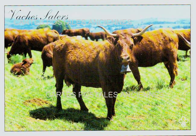 Cartes postales anciennes > CARTES POSTALES > carte postale ancienne > cartes-postales-ancienne.com Cantal  Salers