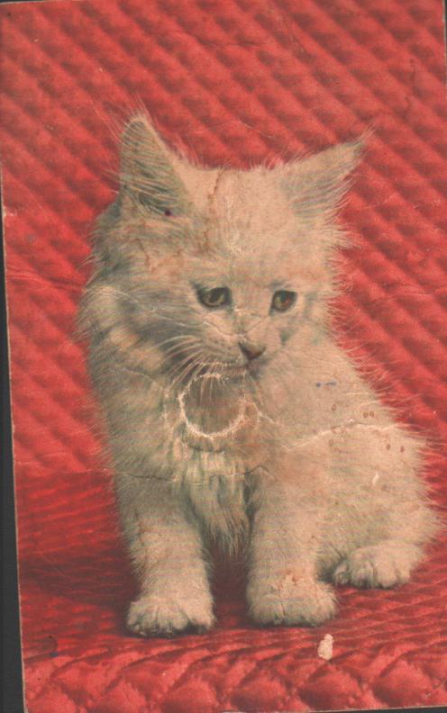 Cartes postales anciennes > CARTES POSTALES > carte postale ancienne > cartes-postales-ancienne.com Animaux