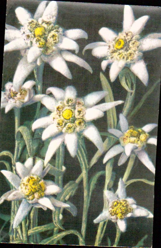 Cartes postales anciennes > CARTES POSTALES > carte postale ancienne > cartes-postales-ancienne.com Fleurs