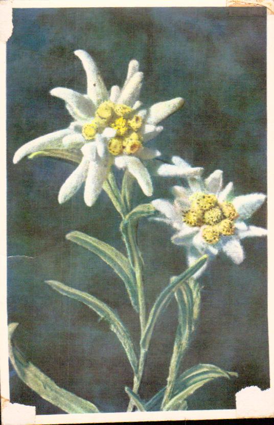 Cartes postales anciennes > CARTES POSTALES > carte postale ancienne > cartes-postales-ancienne.com Fleurs