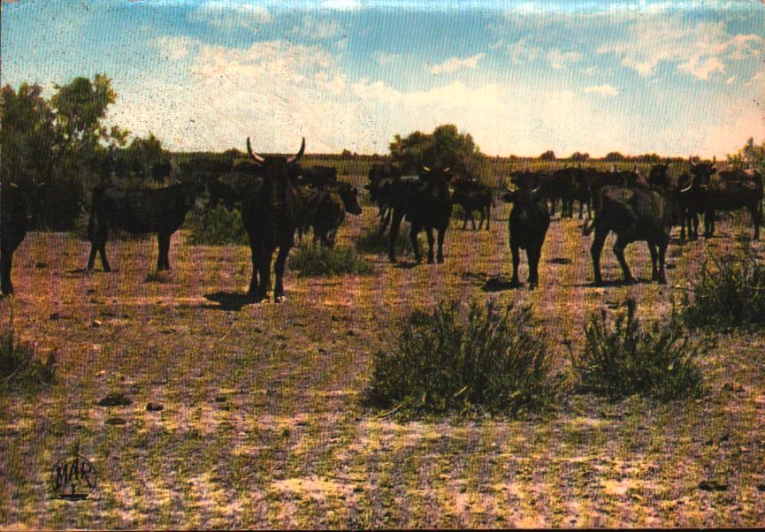 Cartes postales anciennes > CARTES POSTALES > carte postale ancienne > cartes-postales-ancienne.com Provence alpes cote d'azur Arles