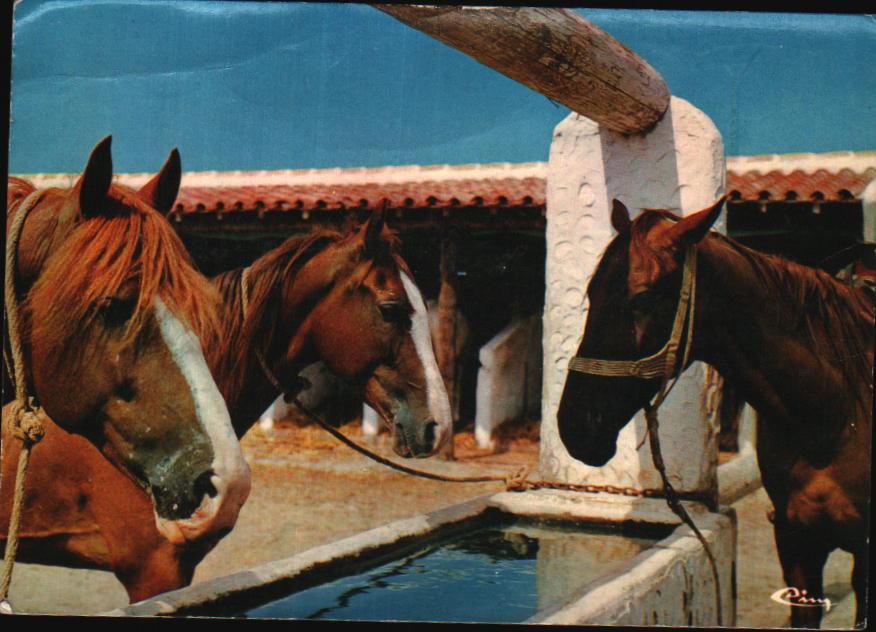 Cartes postales anciennes > CARTES POSTALES > carte postale ancienne > cartes-postales-ancienne.com Provence alpes cote d'azur Saintes Maries De La Mer