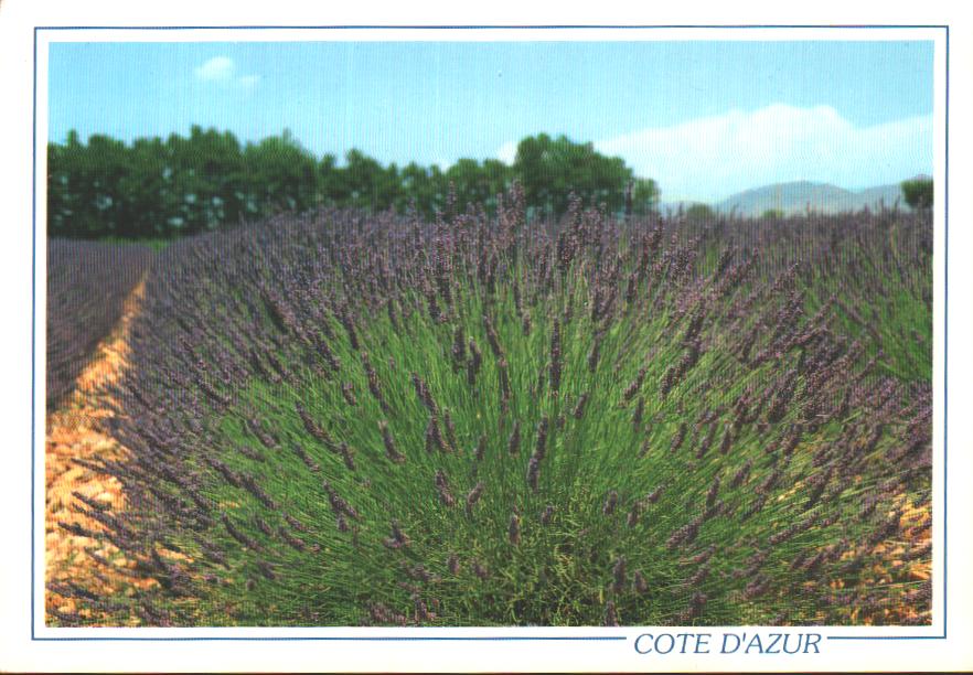 Cartes postales anciennes > CARTES POSTALES > carte postale ancienne > cartes-postales-ancienne.com Provence alpes cote d'azur Saint Raphael