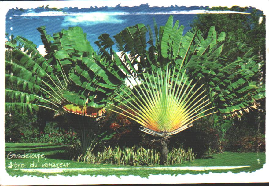 Cartes postales anciennes > CARTES POSTALES > carte postale ancienne > cartes-postales-ancienne.com Antilles francaises