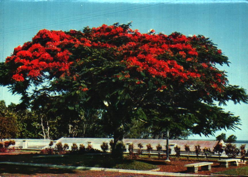 Cartes postales anciennes > CARTES POSTALES > carte postale ancienne > cartes-postales-ancienne.com Antilles francaises