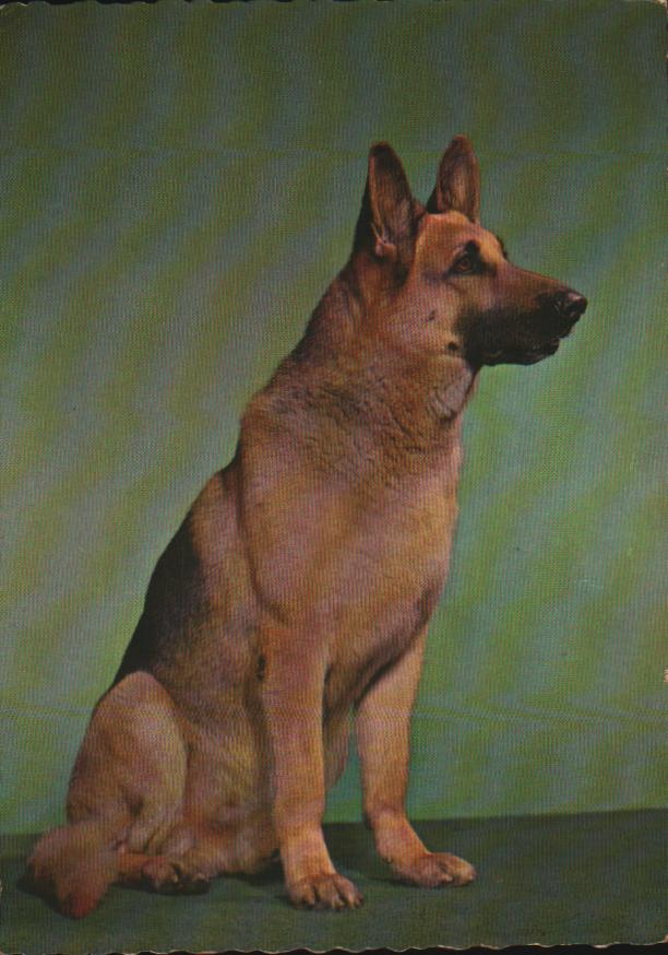 Cartes postales anciennes > CARTES POSTALES > carte postale ancienne > cartes-postales-ancienne.com Illustrateur Animaux