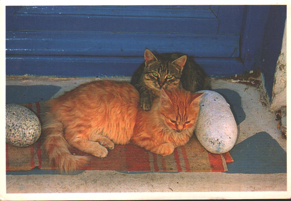 Cartes postales anciennes > CARTES POSTALES > carte postale ancienne > cartes-postales-ancienne.com Animaux