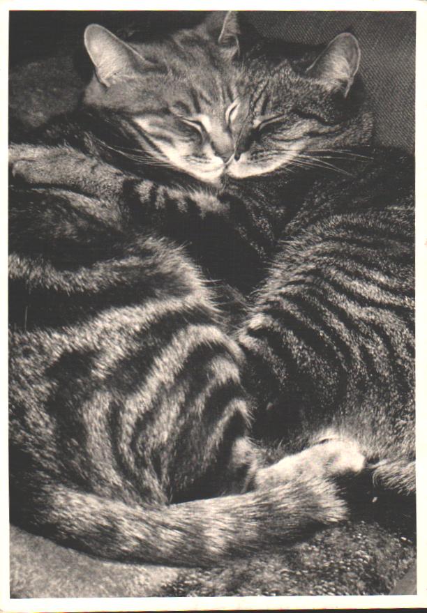 Cartes postales anciennes > CARTES POSTALES > carte postale ancienne > cartes-postales-ancienne.com Animaux