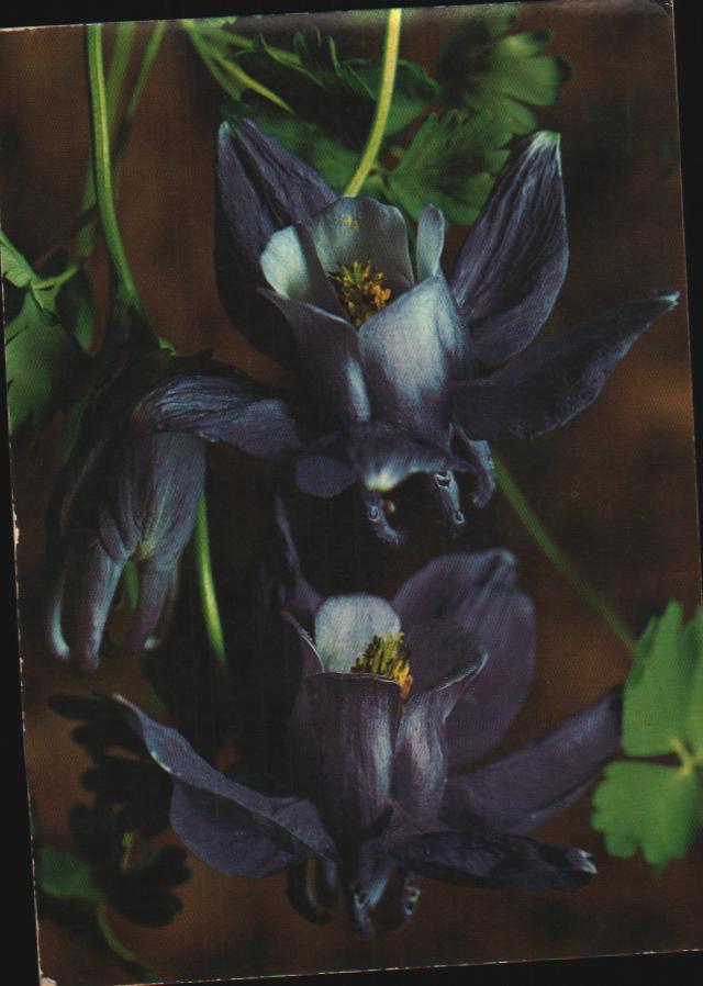 Cartes postales anciennes > CARTES POSTALES > carte postale ancienne > cartes-postales-ancienne.com Fleurs