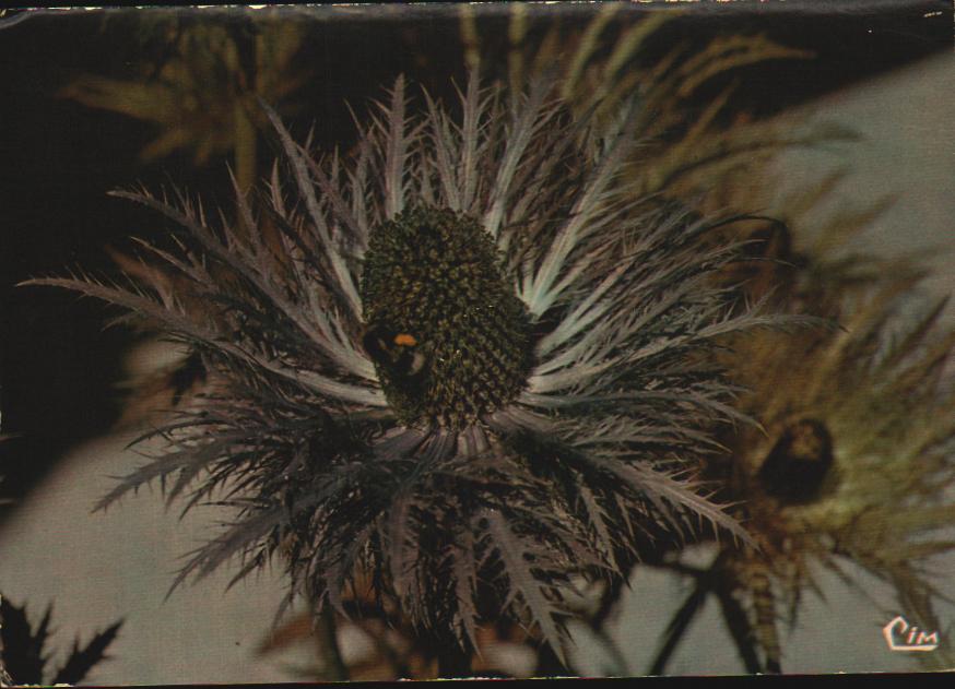 Cartes postales anciennes > CARTES POSTALES > carte postale ancienne > cartes-postales-ancienne.com Fleurs