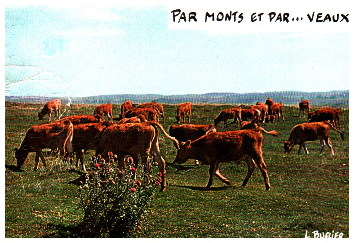 Cartes postales anciennes > CARTES POSTALES > carte postale ancienne > cartes-postales-ancienne.com Animaux Buffles vaches taureaux Loudeac