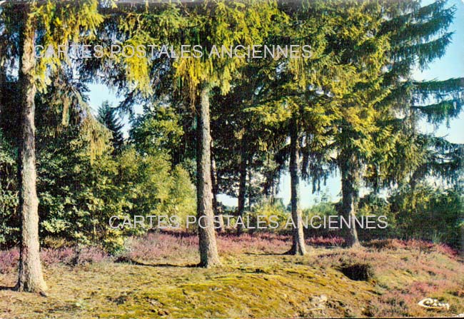 Cartes postales anciennes > CARTES POSTALES > carte postale ancienne > cartes-postales-ancienne.com Centre val de loire  Loir et cher Pruniers En Sologne