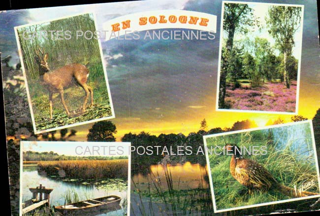 Cartes postales anciennes > CARTES POSTALES > carte postale ancienne > cartes-postales-ancienne.com Centre val de loire  Loir et cher Pruniers En Sologne