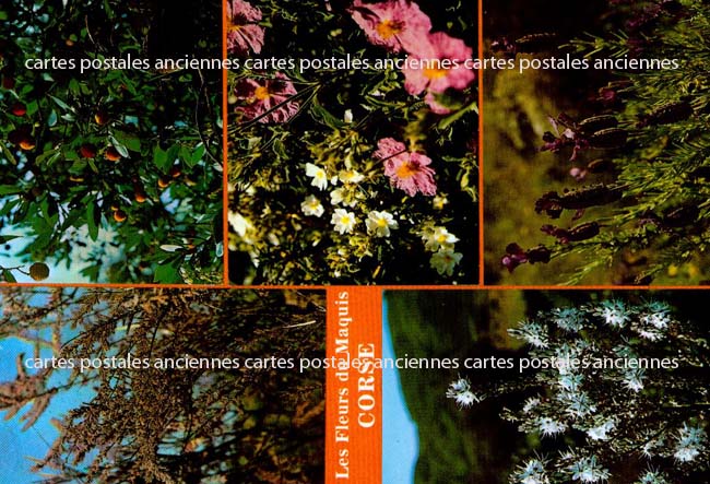 Cartes postales anciennes > CARTES POSTALES > carte postale ancienne > cartes-postales-ancienne.com Corse  Haute corse 2b
