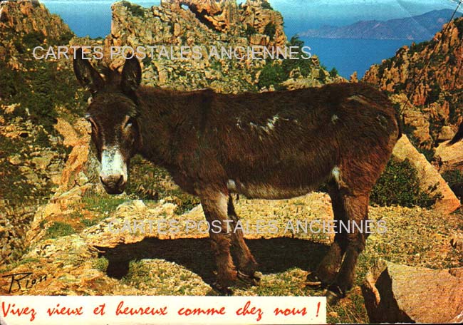 Cartes postales anciennes > CARTES POSTALES > carte postale ancienne > cartes-postales-ancienne.com Corse  Haute corse 2b Calvi