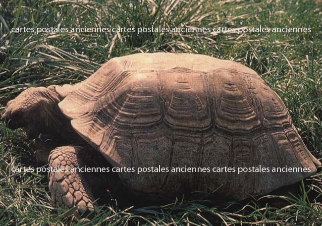 Cartes postales anciennes > CARTES POSTALES > carte postale ancienne > cartes-postales-ancienne.com Gard