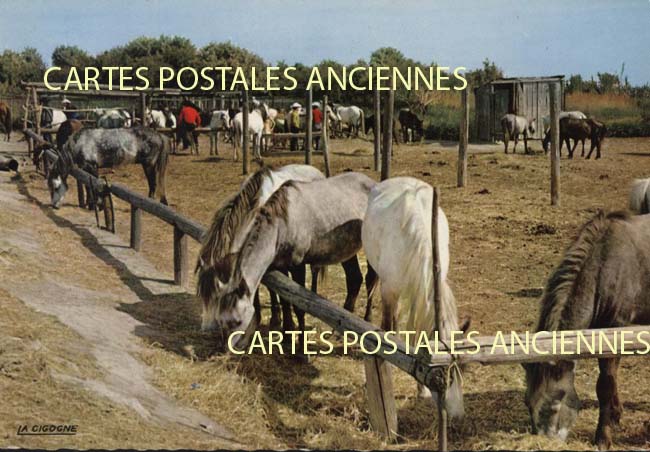 Cartes postales anciennes > CARTES POSTALES > carte postale ancienne > cartes-postales-ancienne.com Occitanie Gard Aigues Mortes