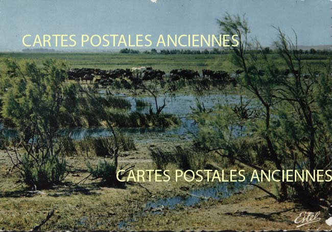 Cartes postales anciennes > CARTES POSTALES > carte postale ancienne > cartes-postales-ancienne.com Occitanie Gard Aigues Mortes