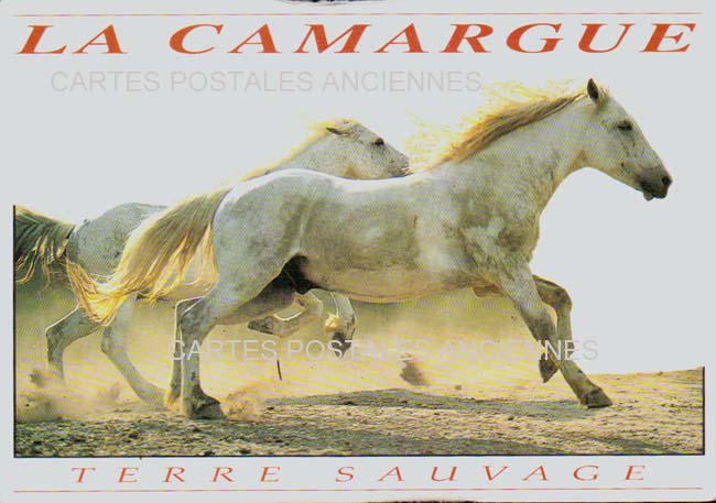 Cartes postales anciennes > CARTES POSTALES > carte postale ancienne > cartes-postales-ancienne.com Occitanie Gard Le Grau Du Roi