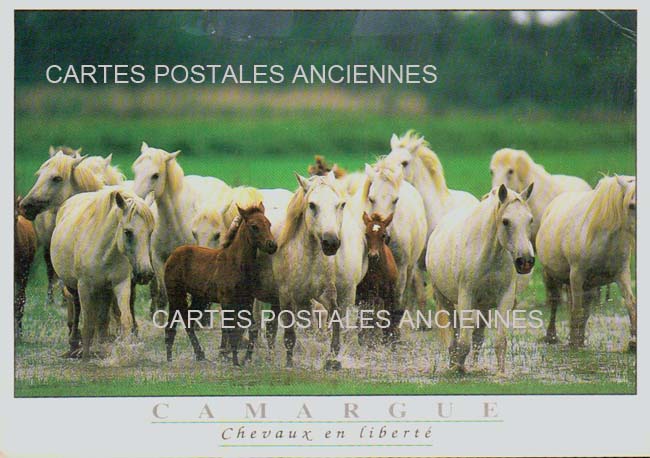 Cartes postales anciennes > CARTES POSTALES > carte postale ancienne > cartes-postales-ancienne.com Gard  Aigues Mortes