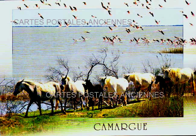 Cartes postales anciennes > CARTES POSTALES > carte postale ancienne > cartes-postales-ancienne.com Occitanie Gard Le Grau Du Roi