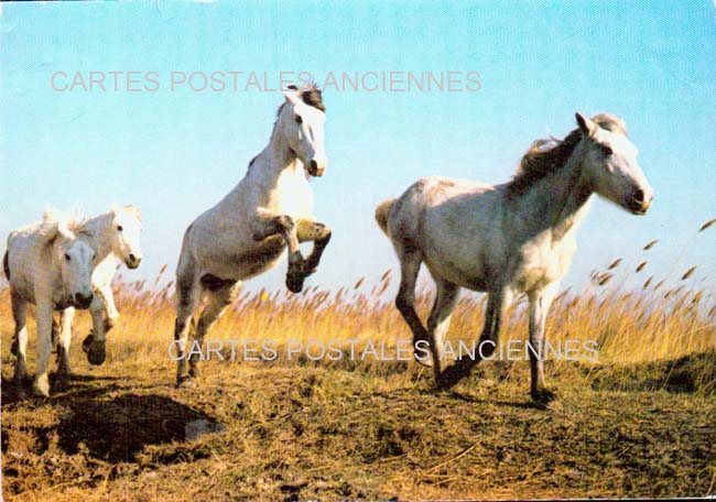 Cartes postales anciennes > CARTES POSTALES > carte postale ancienne > cartes-postales-ancienne.com Occitanie Gard Le Grau Du Roi