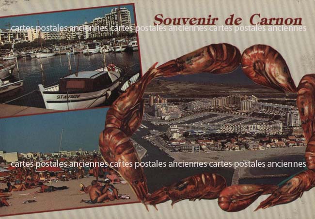 Cartes postales anciennes > CARTES POSTALES > carte postale ancienne > cartes-postales-ancienne.com Occitanie Herault Mauguio