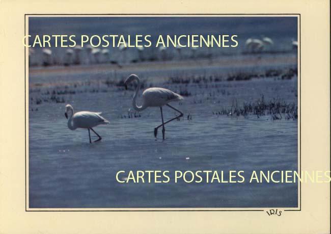 Cartes postales anciennes > CARTES POSTALES > carte postale ancienne > cartes-postales-ancienne.com Bouches du rhone  Arles