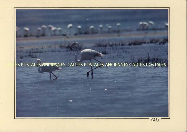 Cartes postales anciennes > CARTES POSTALES > carte postale ancienne > cartes-postales-ancienne.com Occitanie Herault Frontignan